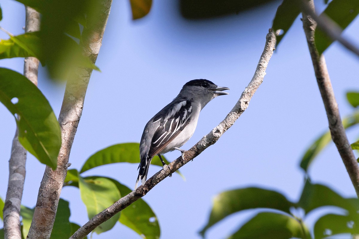 Black-capped Becard - ML647107183