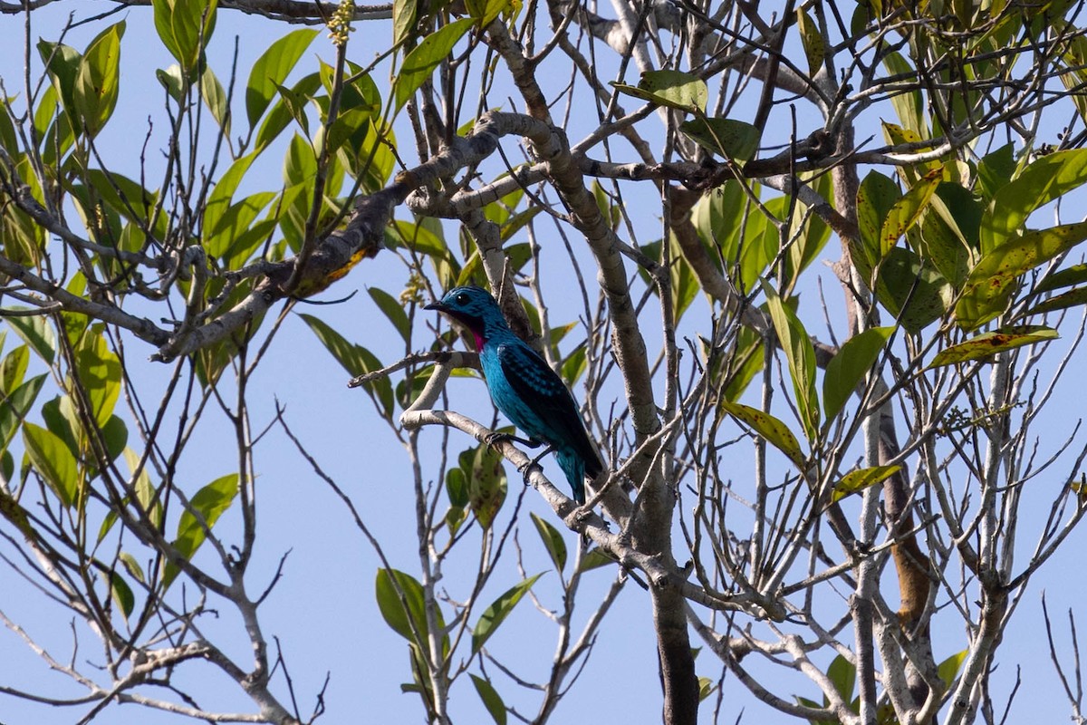 Spangled Cotinga - ML647107189