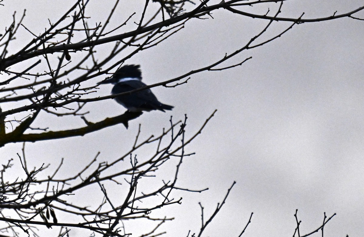 שלדג אמריקני - ML647107191
