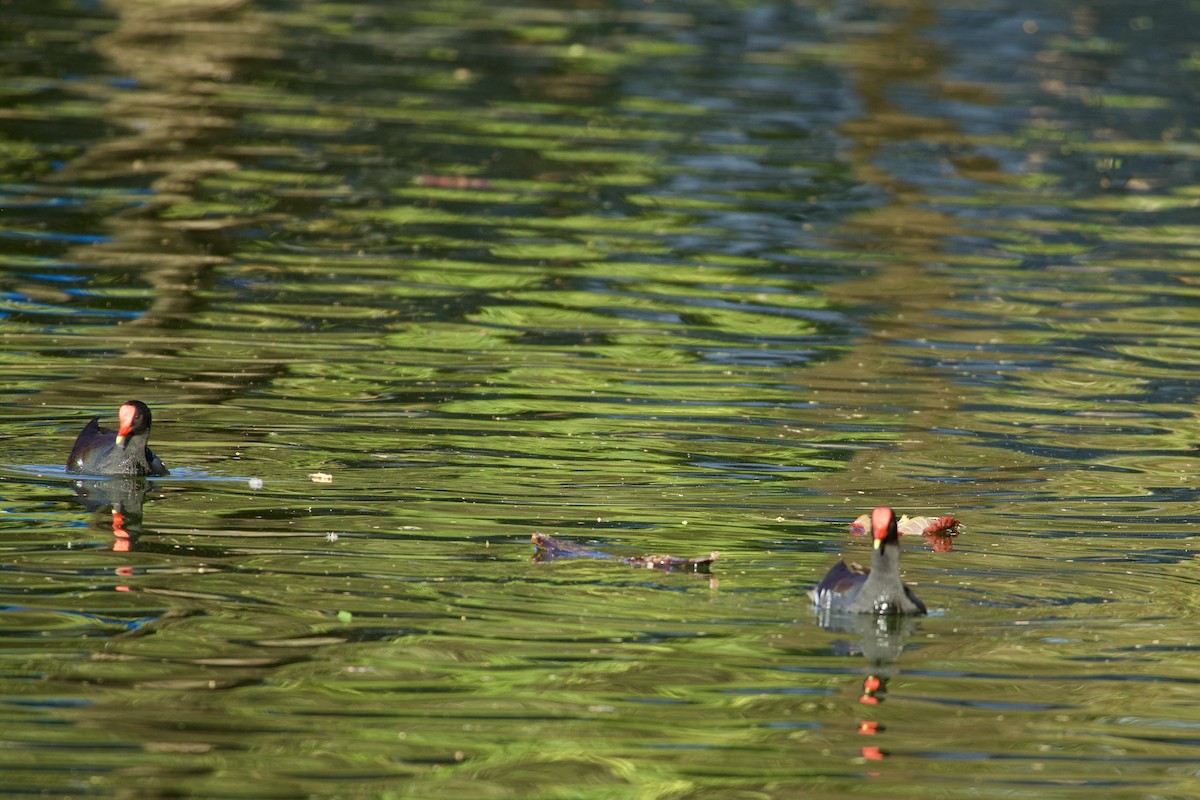 Курочка латиноамериканська - ML647107200