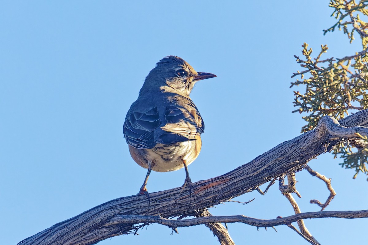 Merle d'Amérique - ML647107202