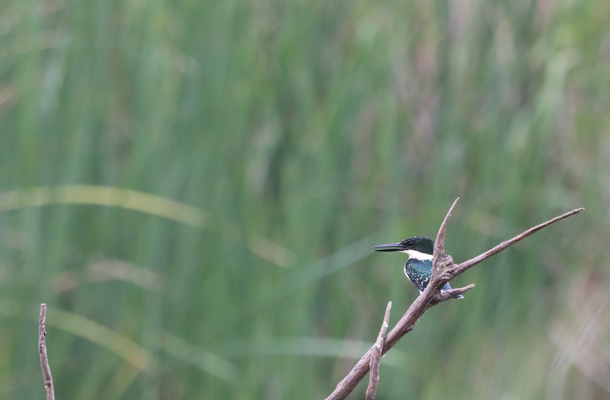 Green Kingfisher - ML647107210
