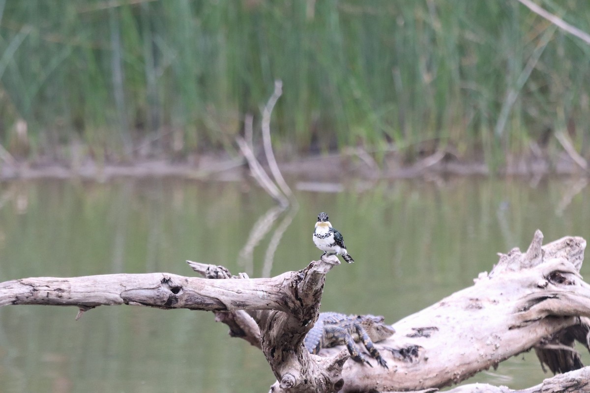 Green Kingfisher - ML647107211