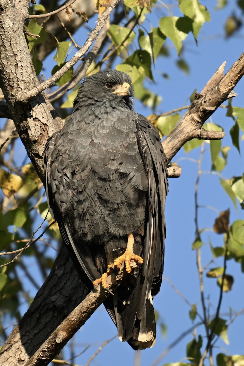 Common Black Hawk - ML647107212