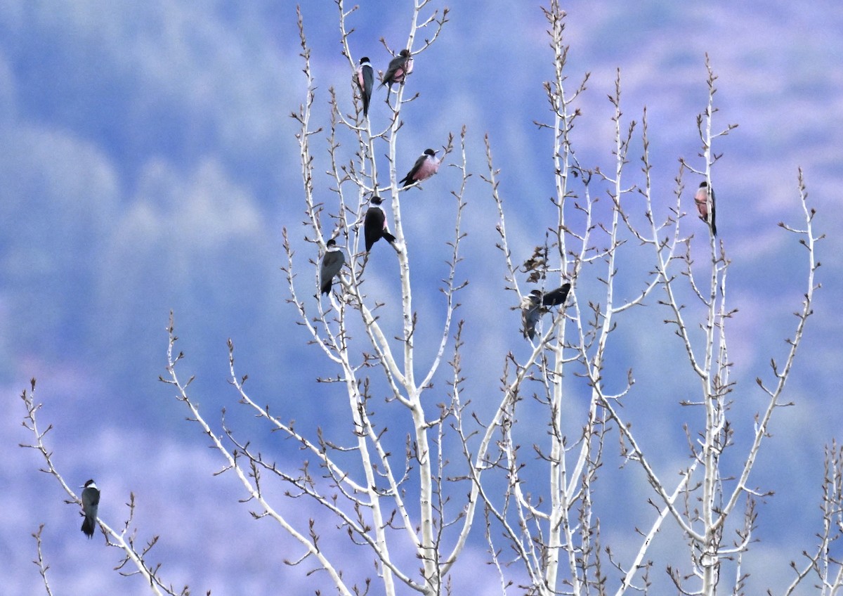 Гіла рожевочерева - ML647107213