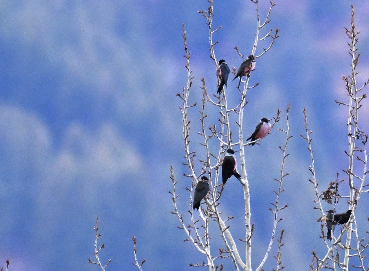 Гіла рожевочерева - ML647107215