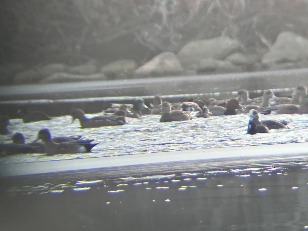 Redhead - ML647107220