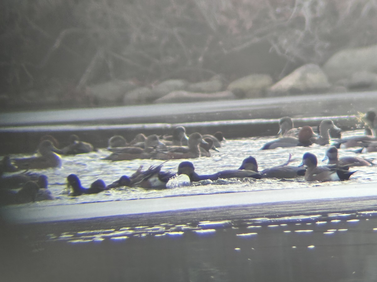 Redhead - ML647107221