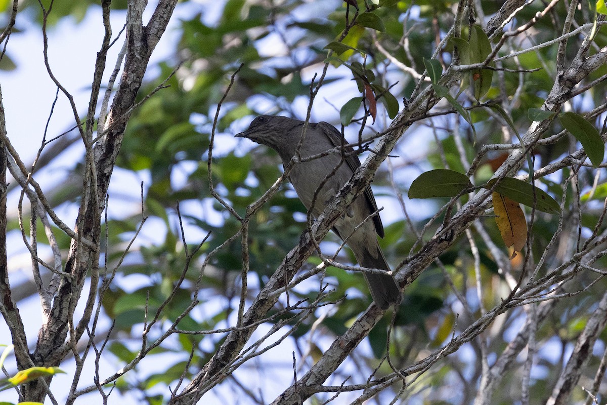 Campina Thrush - ML647107222