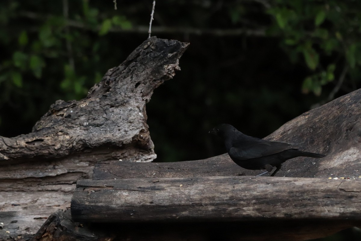 Rotaugen-Kuhstärling - ML647107223