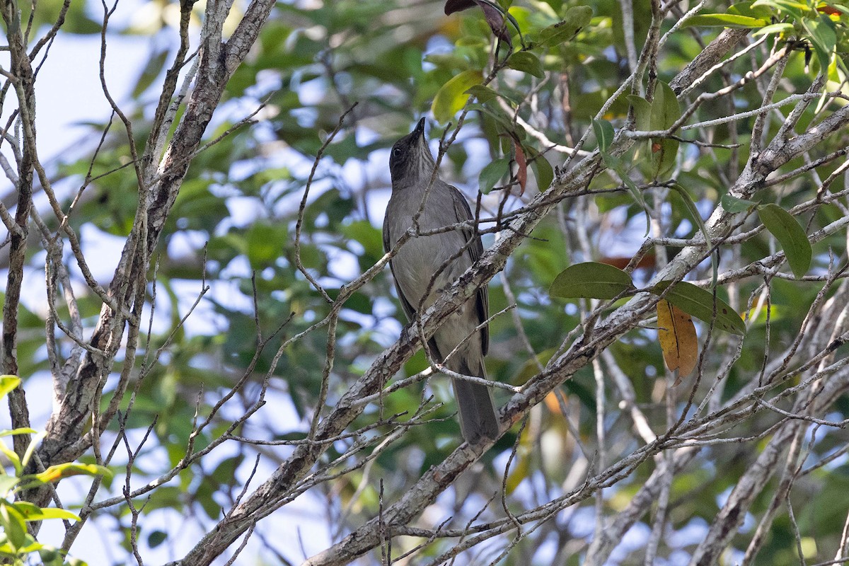 Campina Thrush - ML647107225