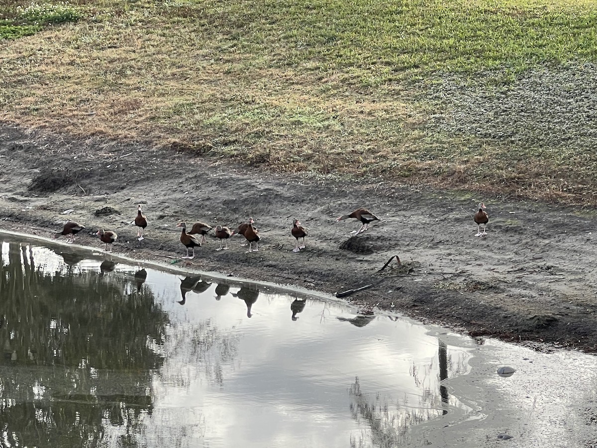 Black-bellied Whistling-Duck - ML647107231