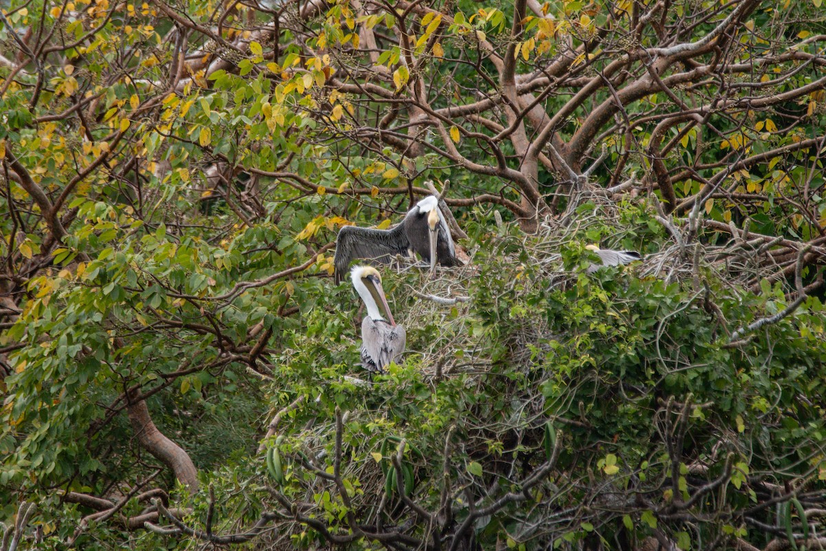 Brown Pelican - ML647107239