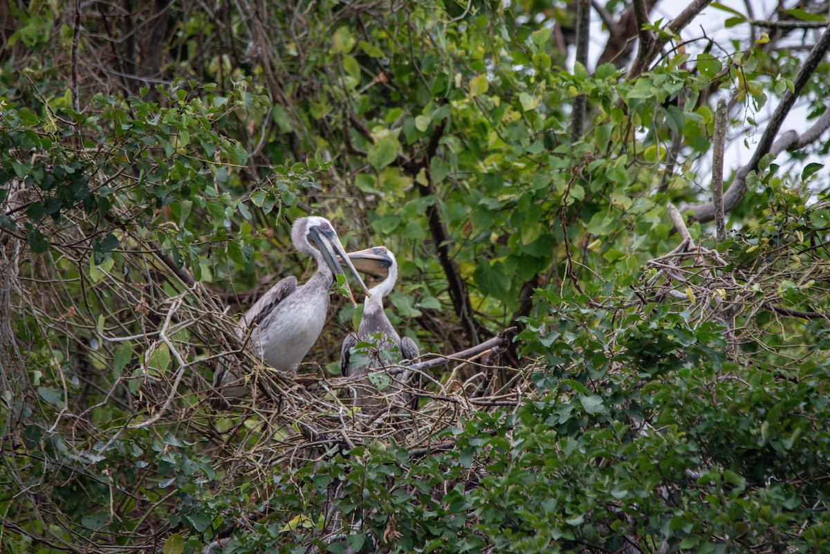 Brown Pelican - ML647107242