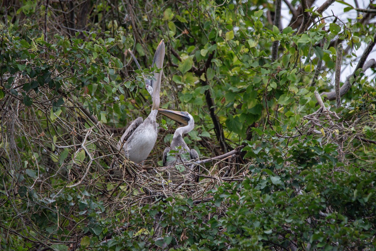 Brown Pelican - ML647107244