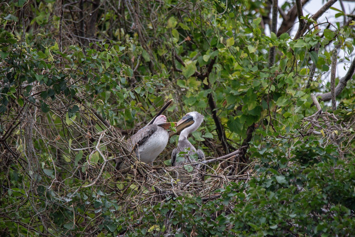 Brown Pelican - ML647107246