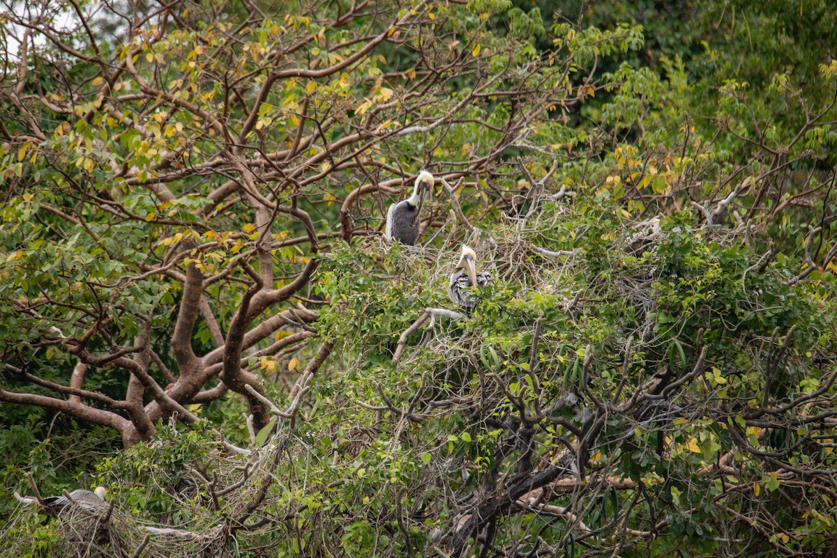 Brown Pelican - ML647107247