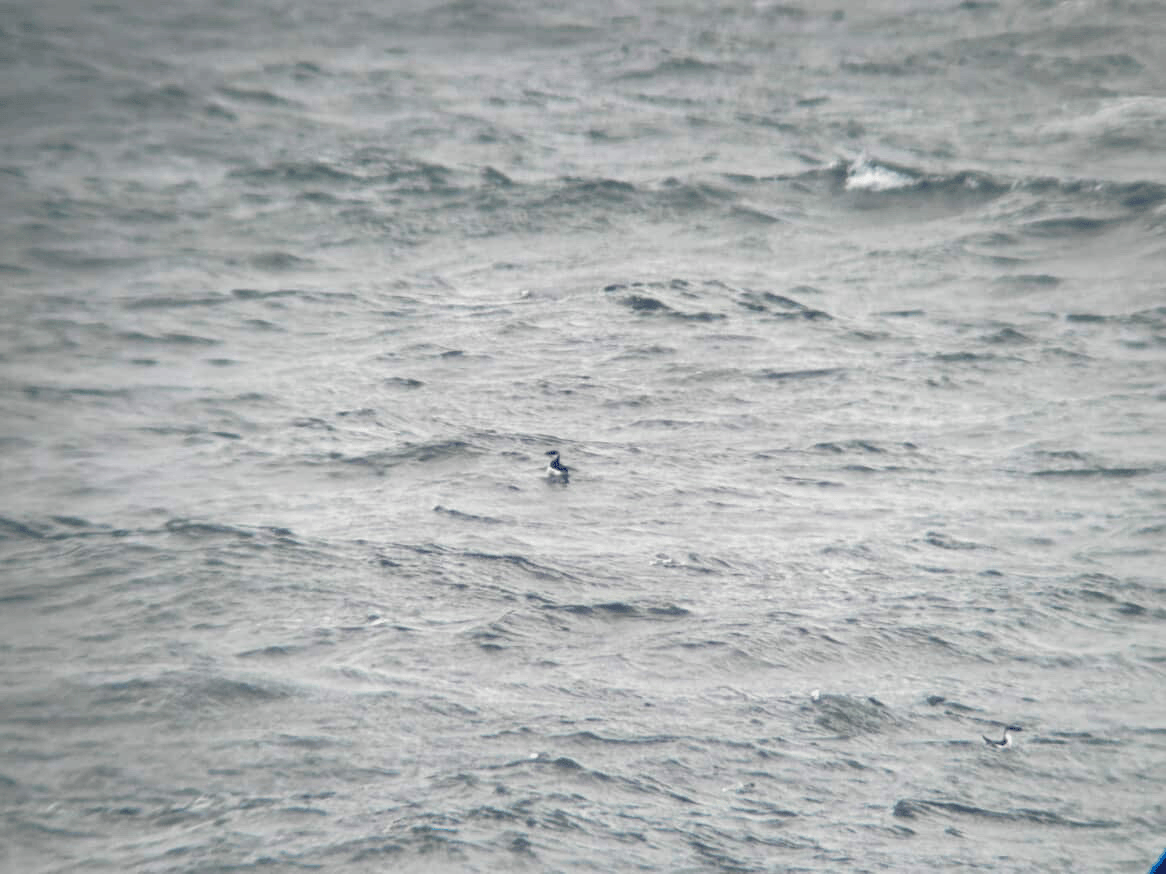 Tordalk - ML647107250