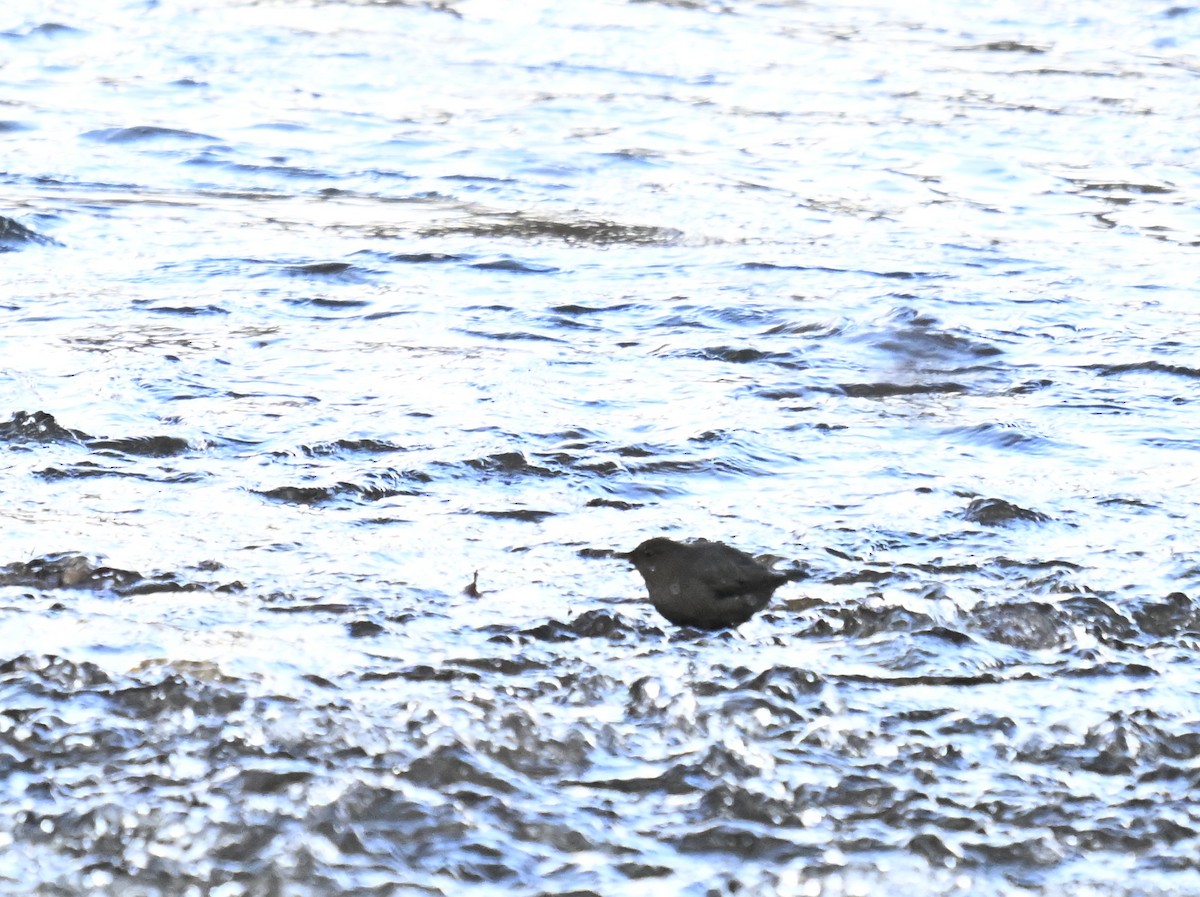 American Dipper - ML647107253