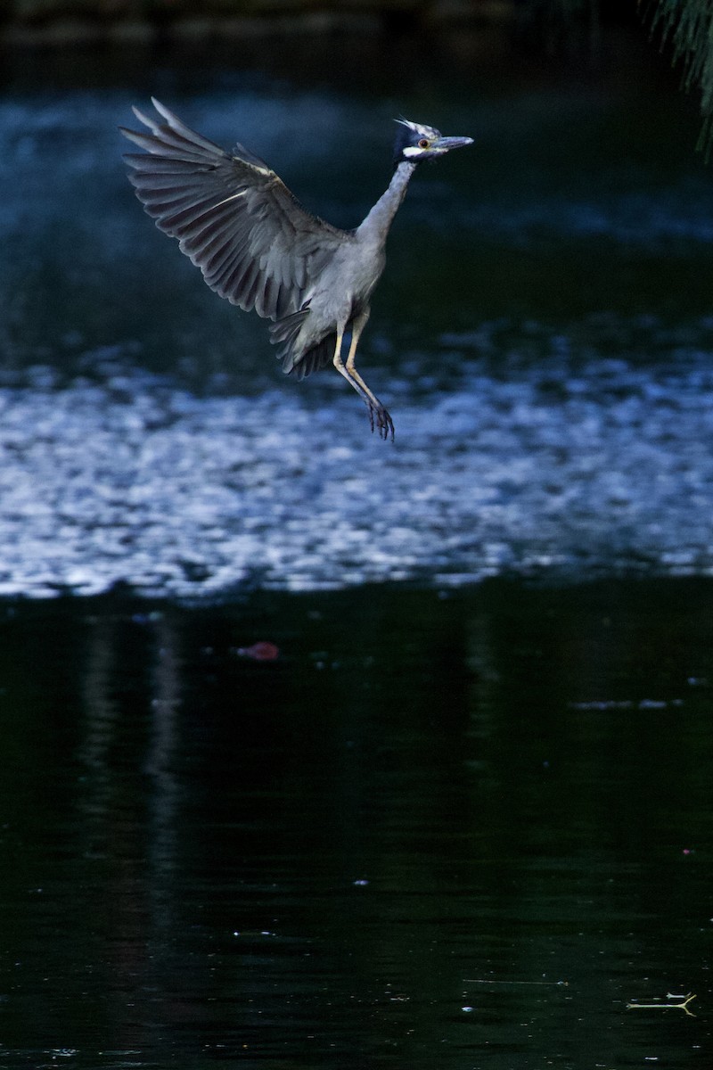 אנפת לילה צהובת-כיפה - ML647107260