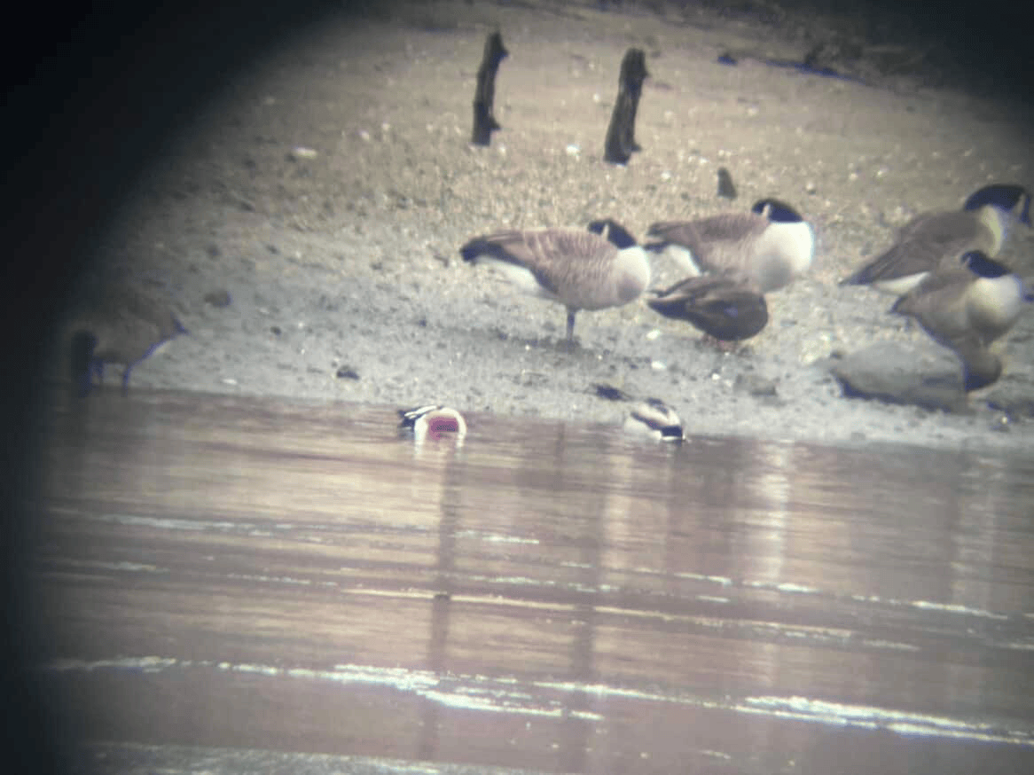 琵嘴鴨 - ML647107266