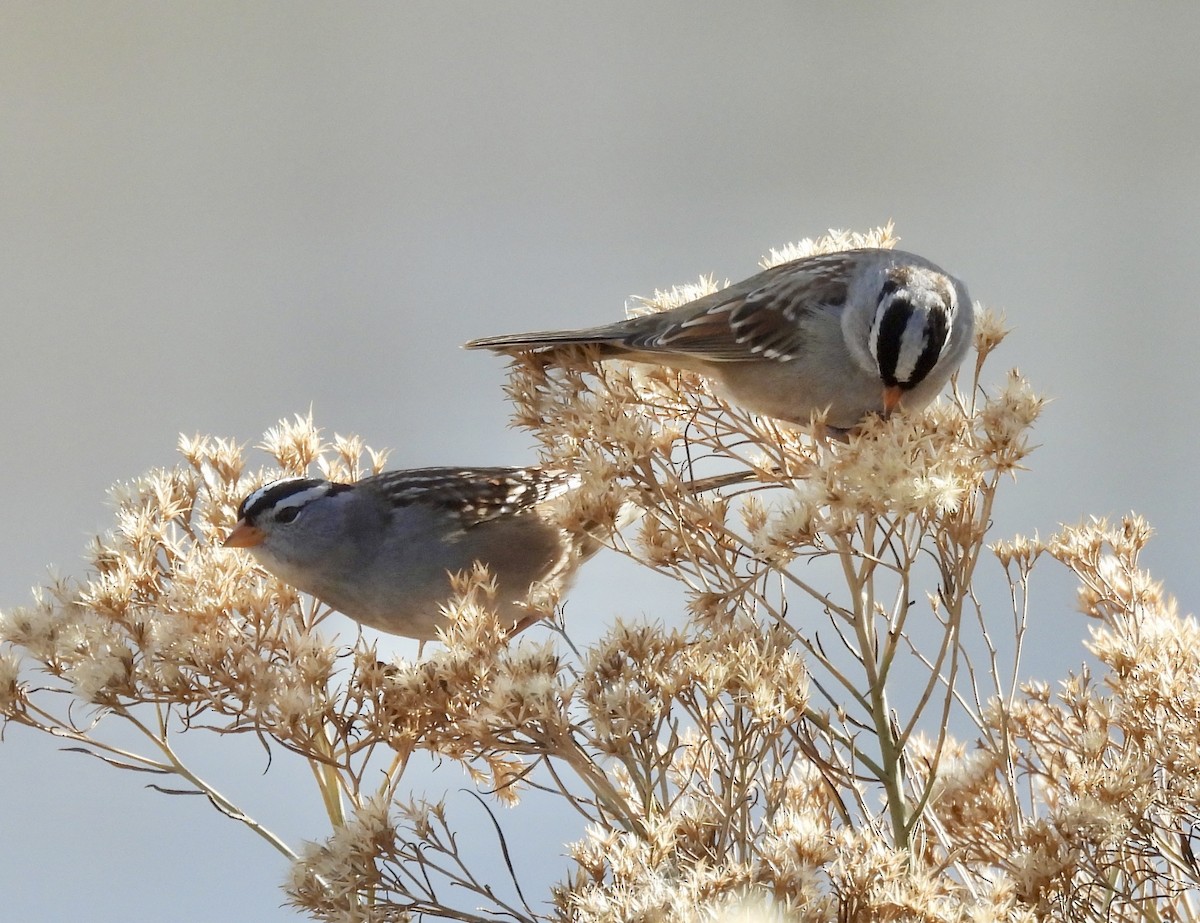 strnadec bělopásý - ML647107271