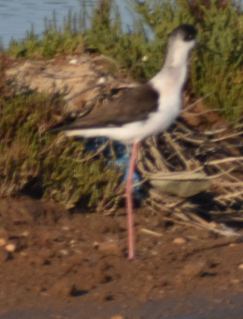 Black-winged Stilt - ML647107272