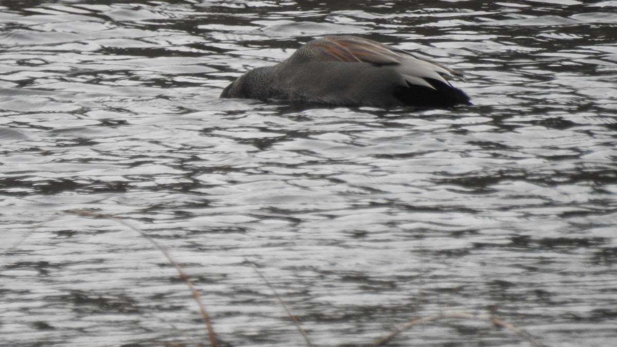 kopřivka obecná - ML647107275