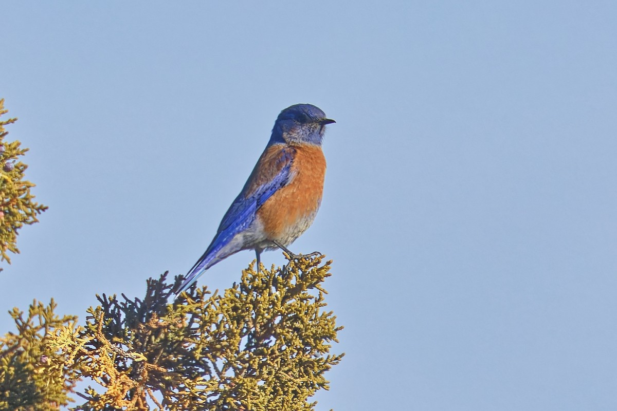 Западная сиалия - ML647107276