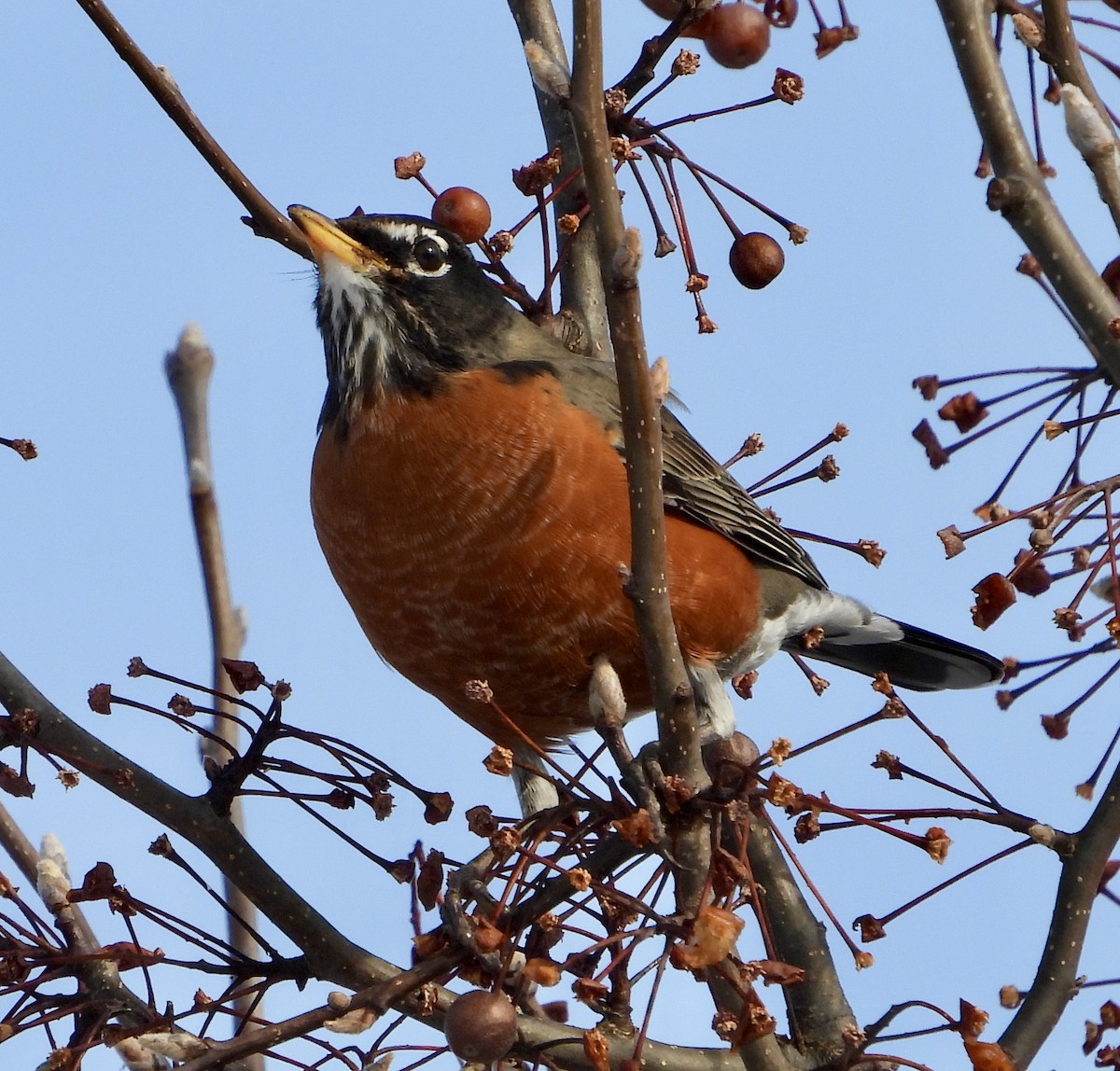 Merle d'Amérique - ML647107277
