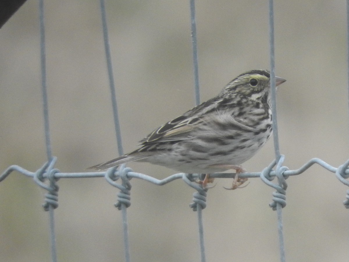 Пасовник савановий - ML647107279