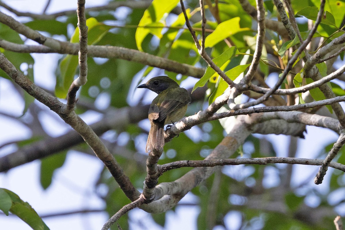 Yellow-crowned Manakin - ML647107287