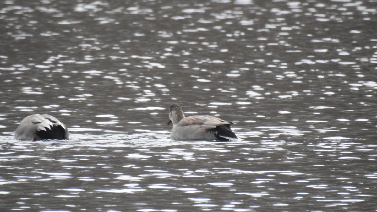 kopřivka obecná - ML647107289