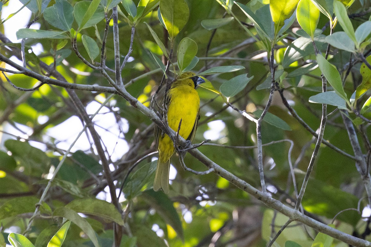 Yellow-green Grosbeak - ML647107294