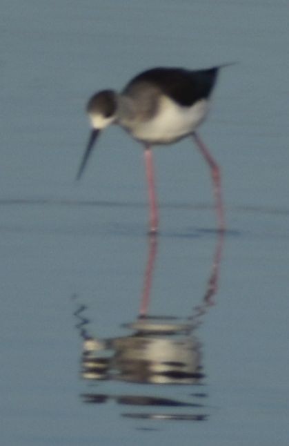 Black-winged Stilt - ML647107295