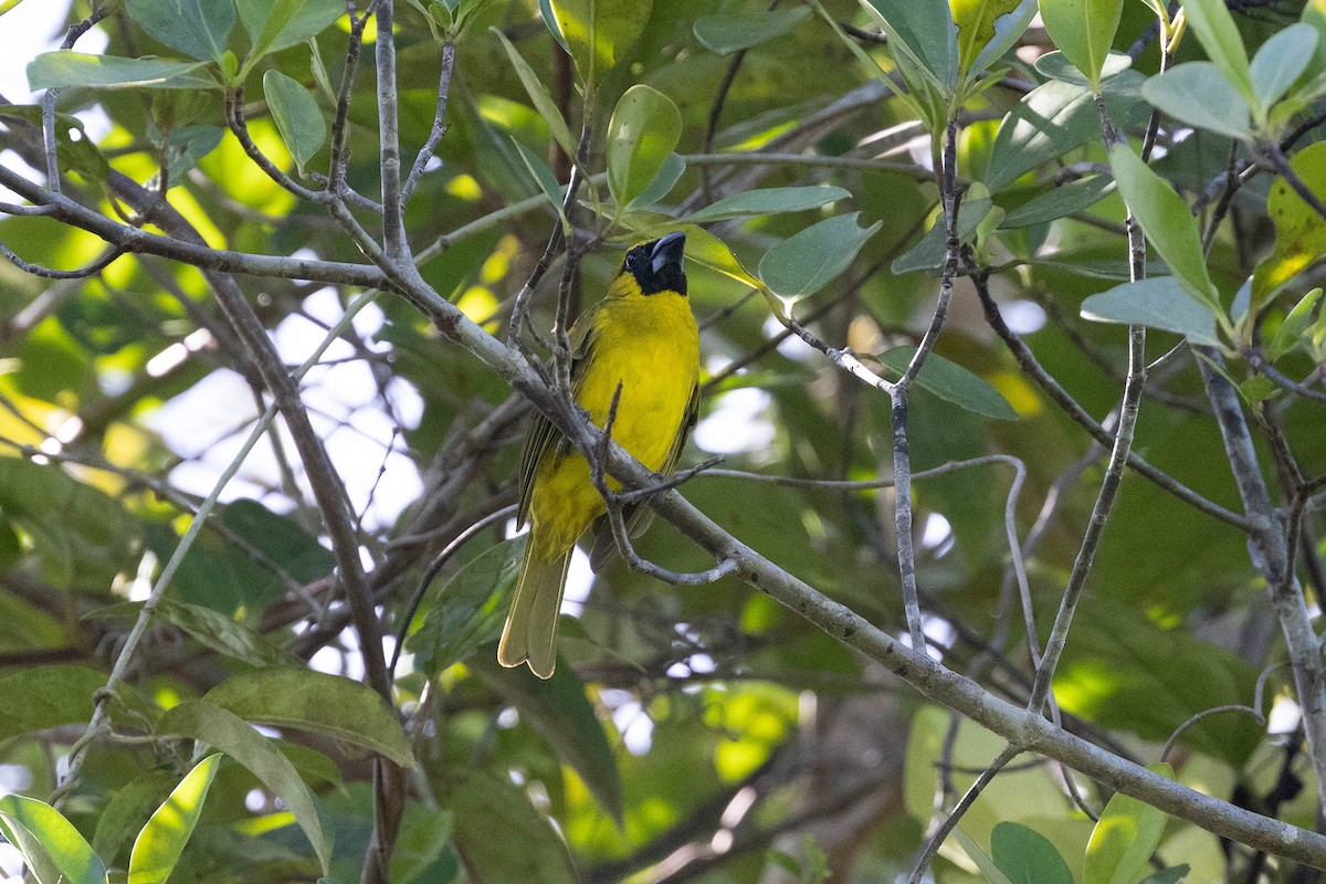 Yellow-green Grosbeak - ML647107299