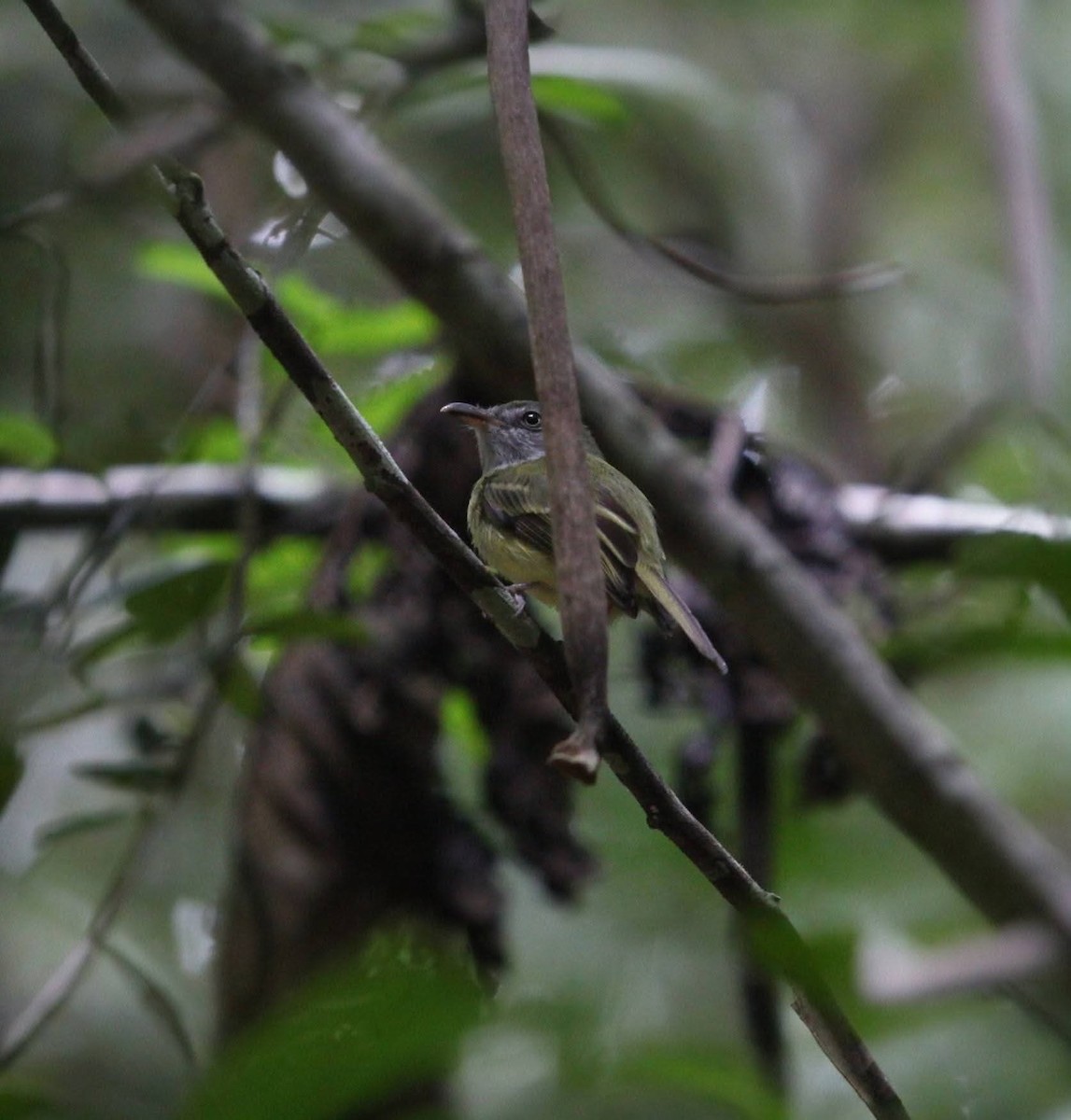 Northern Bentbill - ML647107300