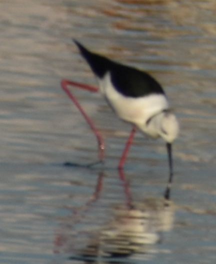 Black-winged Stilt - ML647107303