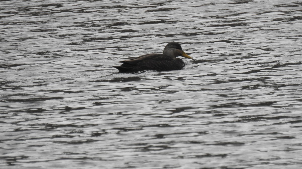 American Black Duck - ML647107306
