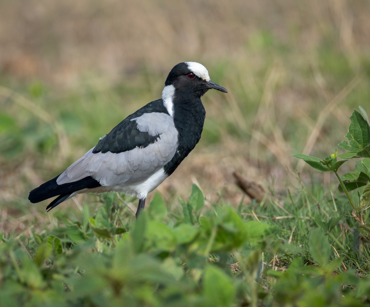 Blacksmith Lapwing - ML647107310