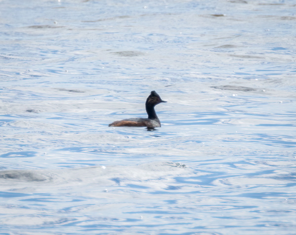 Eared Grebe - ML647107322