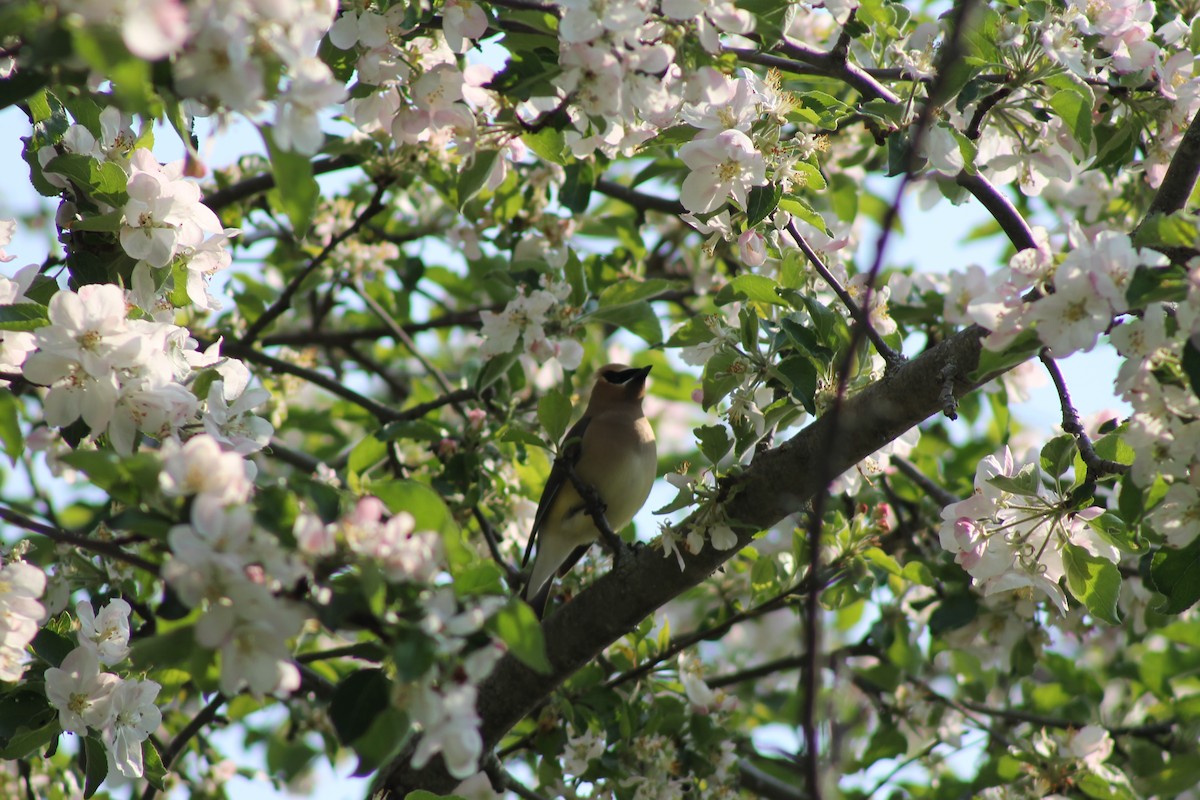 Cedar Waxwing - ML647107326