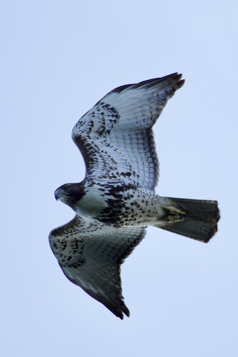 Red-tailed Hawk - ML647107327