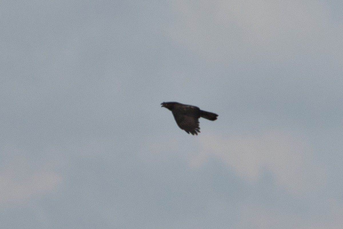 Black Kite - ML647107330