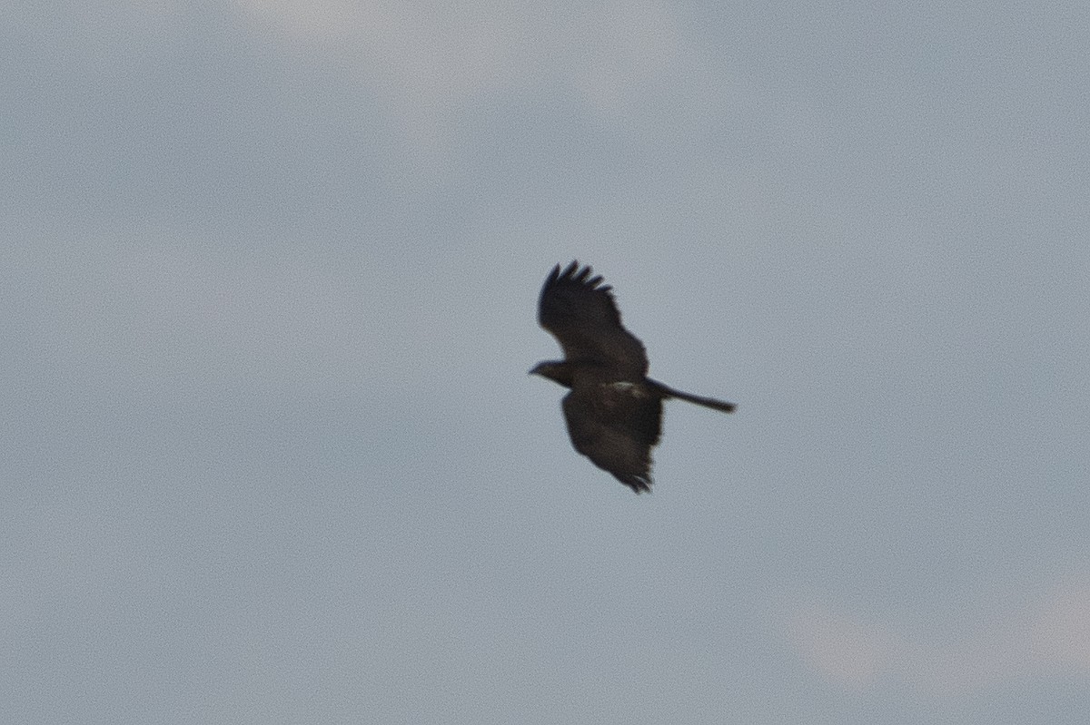 Black Kite - ML647107331