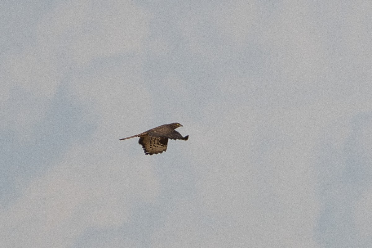 Black Kite - ML647107336