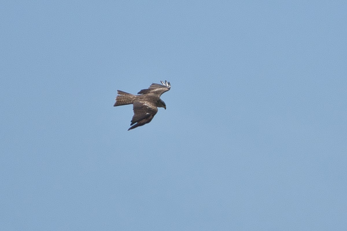 Black Kite - ML647107337