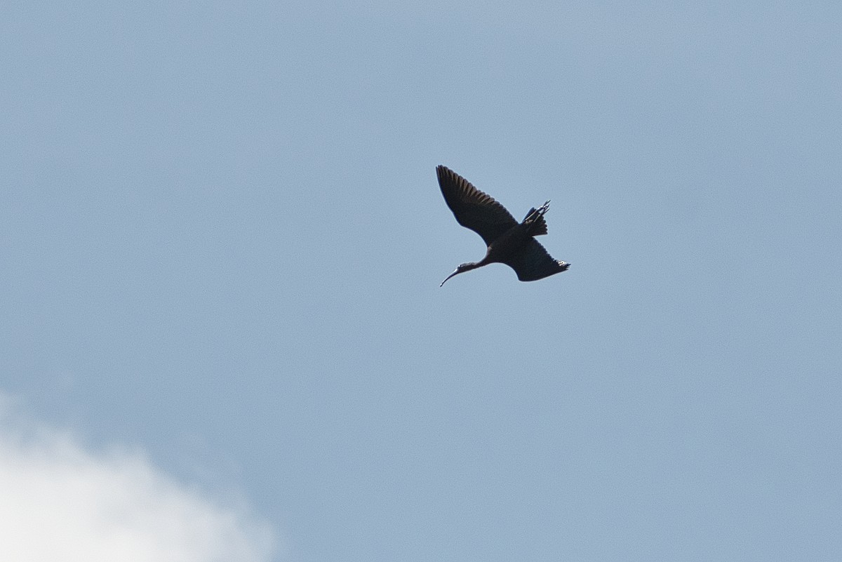 Black Kite - ML647107338