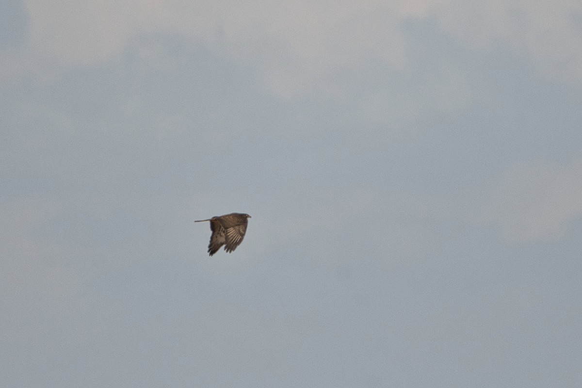 Black Kite - ML647107339