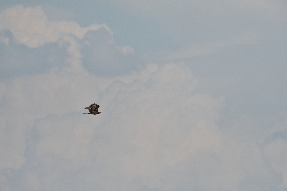 Black Kite - ML647107340